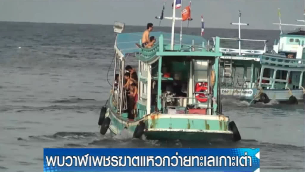พบวาฬเพชฌฆาตราว 30 ตัวบริเวณเกาะเต่า เตือนดูได้แต่ห้ามให้อาหาร