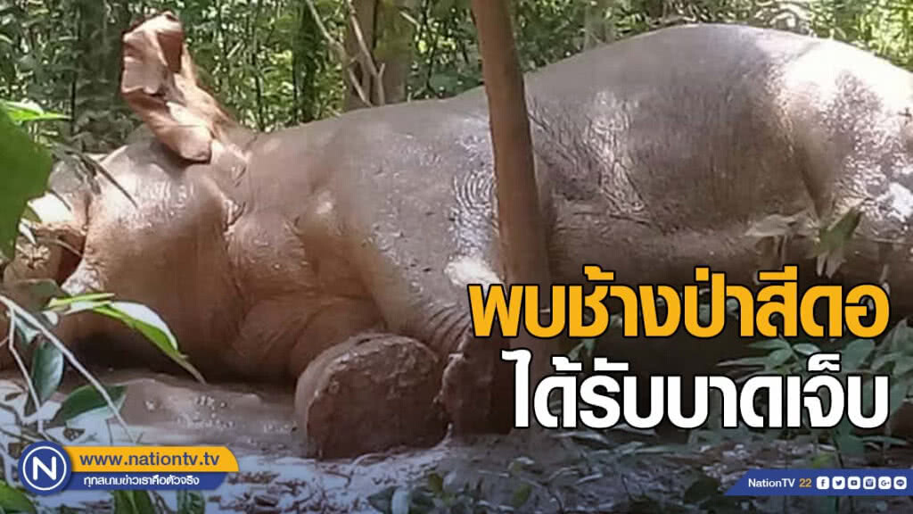 พบช้างป่าสีดอ ได้รับบาดเจ็บ เบื้องต้นคาดว่าเกิดจากการต่อสู้กันกับช้างป่ามีงา