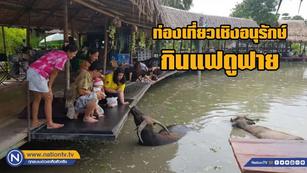ท่องเที่ยวเชิงอนุรักษ์ หมู่บ้านอนุรักษ์ควายไทย กินแฟดูฟาย