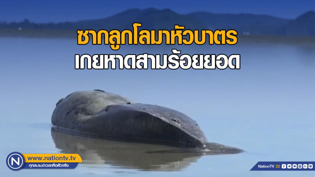 ซากลูกโลมาหัวบาตรเกยหาดสามร้อยยอด ซากลูกโลมาหัวบาตรเกยหาดสามร้อยยอด