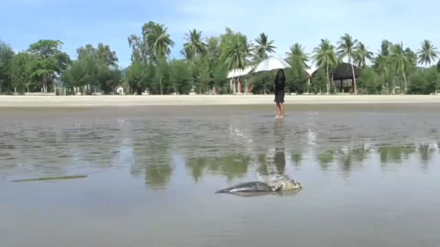 ซากลูกโลมาหัวบาตรเกยหาดสามร้อยยอด