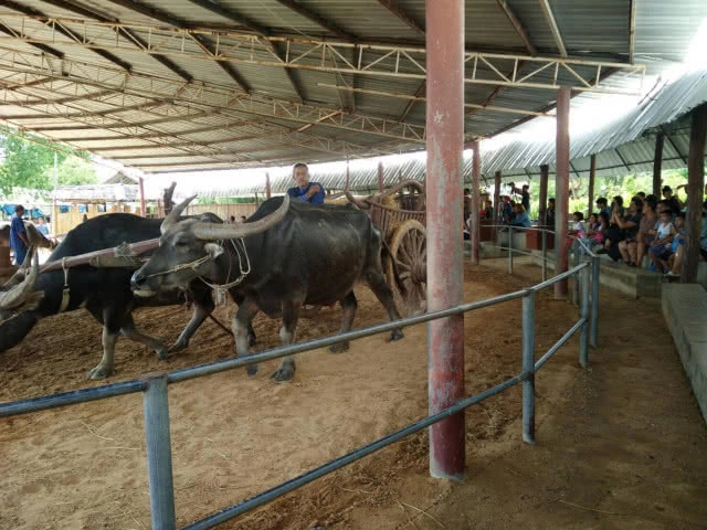 ท่องเที่ยวเชิงอนุรักษ์ หมู่บ้านอนุรักษ์ควายไทย กินแฟดูฟาย