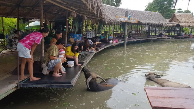 ท่องเที่ยวเชิงอนุรักษ์ หมู่บ้านอนุรักษ์ควายไทย กินแฟดูฟาย