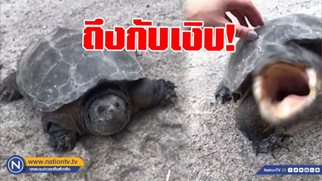 ถึงกับเงิบ! เมื่อเต่าขี้โมโหไม่ชอบให้ใครถ่ายคลิป ถึงกับเงิบ! เมื่อเต่าขี้โมโหไม่ชอบให้ใครถ่ายคลิป