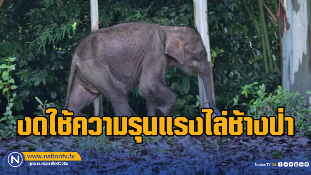 อุทยานฯ วอนชาวบ้านงดใช้ความรุนแรงไล่ช้างป่า อุทยานฯ วอนชาวบ้านงดใช้ความรุนแรงไล่ช้างป่า