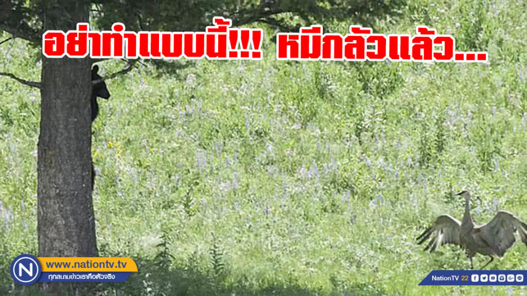 อย่าทำแบบนี้!!! หมีกลัวแล้ว... อย่าทำแบบนี้!!! หมีกลัวแล้ว...