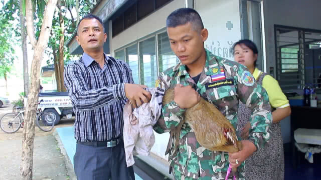 เร่งช่วยเหลือเก้งป่า2ตัว ถูกสุนัขกัดบาดเจ็บ