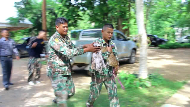 เร่งช่วยเหลือเก้งป่า2ตัว ถูกสุนัขกัดบาดเจ็บ