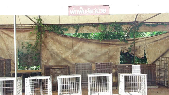 เร่งช่วยเหลือเก้งป่า2ตัว ถูกสุนัขกัดบาดเจ็บ