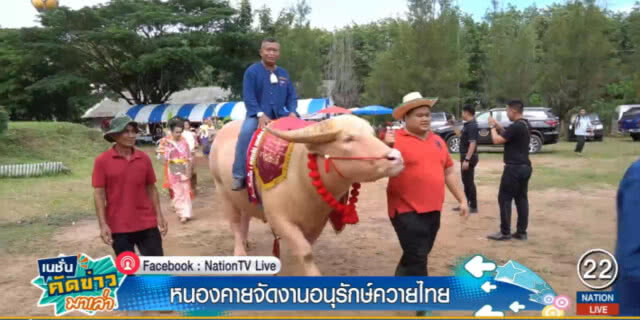หนองคาย....จัดงานอนุรักษ์ควายไทย
