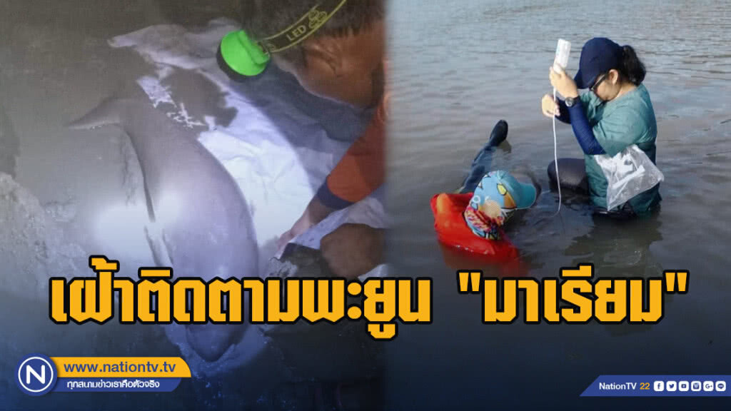 จนท. เฝ้าติดตามพะยูน "มาเรียม" อย่างใกล้ชิด หลังพบเกยตื้นหน้าเขาบาตู