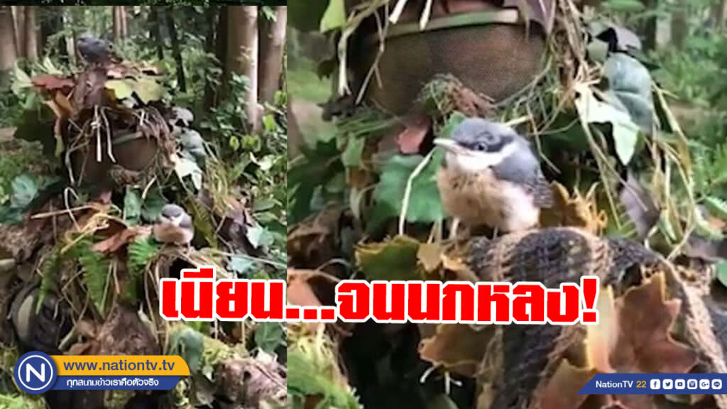 หนุ่มแต่งชุดเล่นเพนท์บอลสุดเนียน จนนกหลงคิดว่าเป็นต้นไม้! หนุ่มแต่งชุดเล่นเพนท์บอลสุดเนียน จนนกหลงคิดว่าเป็นต้นไม้!