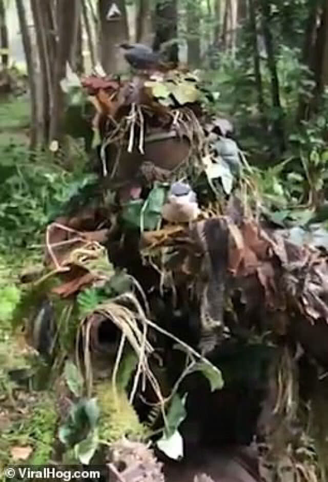หนุ่มแต่งชุดเล่นเพนท์บอลสุดเนียน จนนกหลงคิดว่าเป็นต้นไม้!