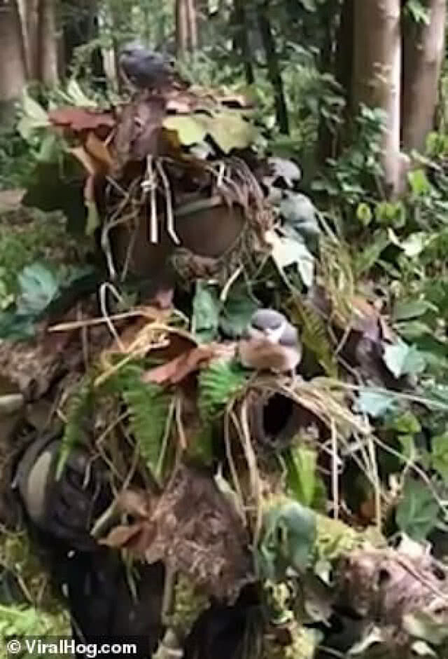หนุ่มแต่งชุดเล่นเพนท์บอลสุดเนียน จนนกหลงคิดว่าเป็นต้นไม้!