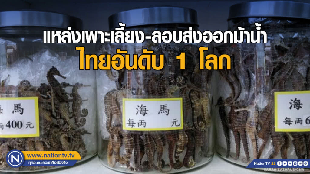 เผยไทยแหล่งเพาะเลี้ยง-ลอบส่งออกม้าน้ำอันดับ 1 โลก เผยไทยแหล่งเพาะเลี้ยง-ลอบส่งออกม้าน้ำอันดับ 1 โลก