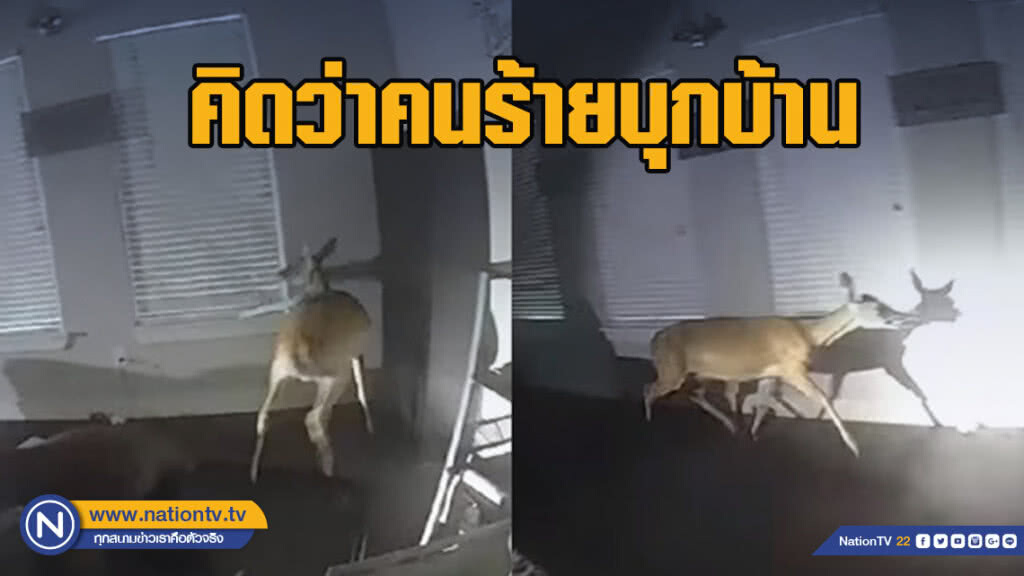 คิดว่าคนร้ายบุกบ้าน ที่แท้เป็นแค่กวาง คิดว่าคนร้ายบุกบ้าน ที่แท้เป็นแค่กวาง