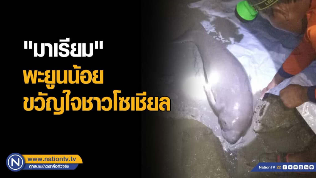 ชมความน่ารัก "มาเรียม" พะยูนน้อย ขวัญใจชาวโซเชียล ชมความน่ารัก "มาเรียม" พะยูนน้อย ขวัญใจชาวโซเชียล