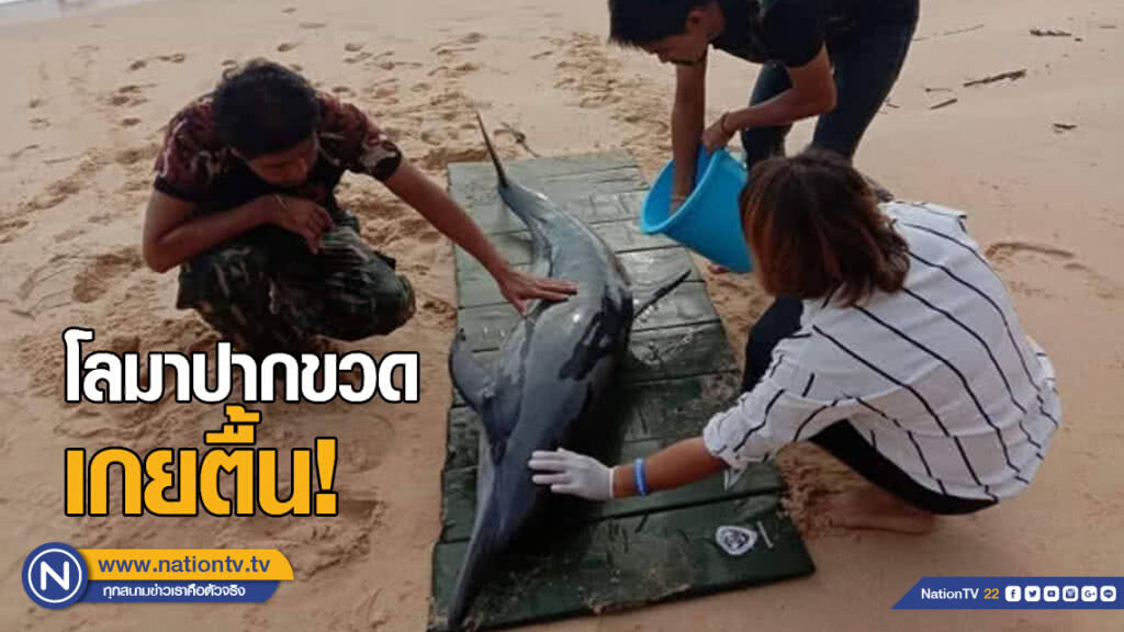 พบโลมาปากขวดเกยตื้น​ แต่ปล่อยคืนสู่ทะเลไม่ได้เพราะคลื่นแรง