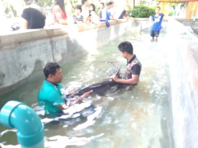 พบโลมาปากขวดเกยตื้น​ แต่ปล่อยคืนสู่ทะเลไม่ได้เพราะคลื่นแรง