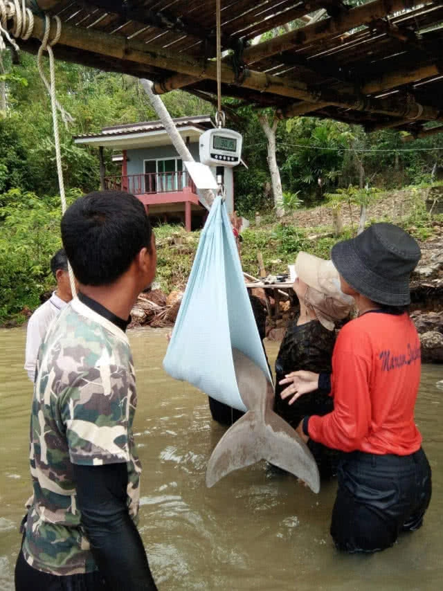 ชมความน่ารัก "มาเรียม" พะยูนน้อย ขวัญใจชาวโซเชียล
