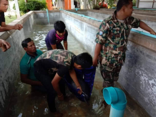 พบโลมาปากขวดเกยตื้น​ แต่ปล่อยคืนสู่ทะเลไม่ได้เพราะคลื่นแรง