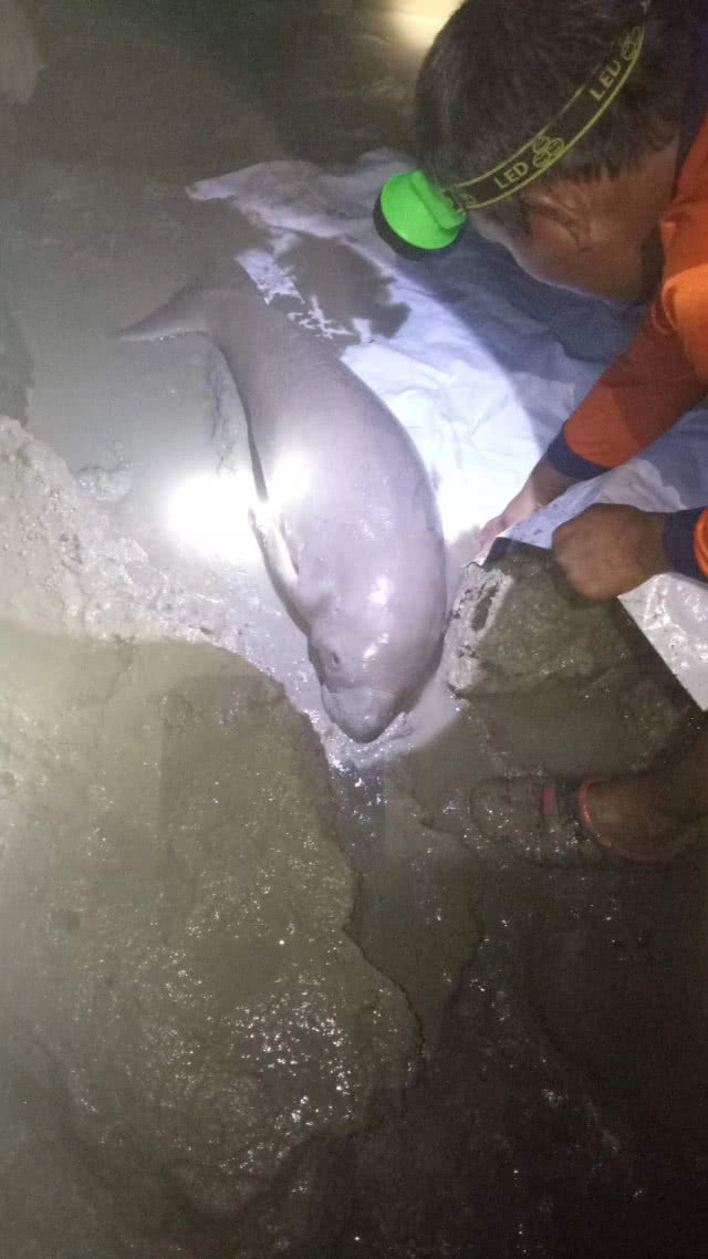 ชมความน่ารัก "มาเรียม" พะยูนน้อย ขวัญใจชาวโซเชียล