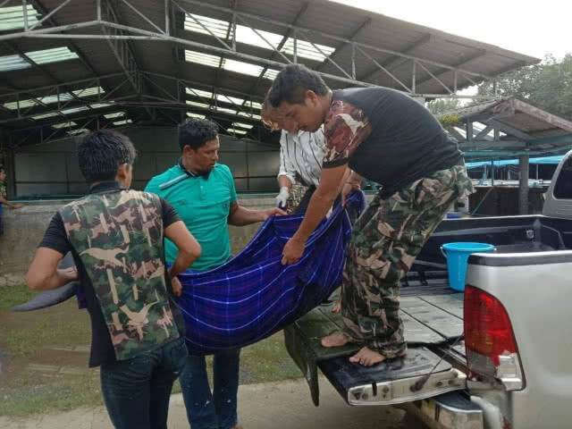 พบโลมาปากขวดเกยตื้น​ แต่ปล่อยคืนสู่ทะเลไม่ได้เพราะคลื่นแรง