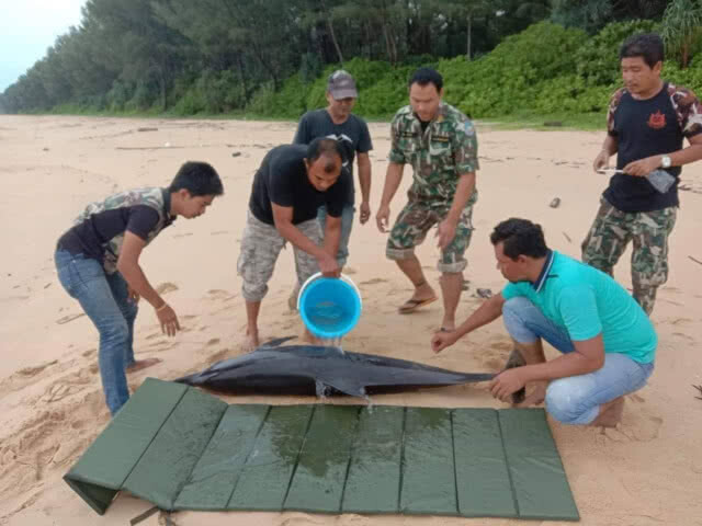 พบโลมาปากขวดเกยตื้น​ แต่ปล่อยคืนสู่ทะเลไม่ได้เพราะคลื่นแรง