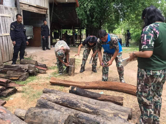 "พญาเสือ" ซ้อนแผน!​​ บุกจับขบวนการลักลอบตัดไม้พะยูงในพื้นที่ป่ารอยต่อ 5 จังหวัดได้ที่​ จ.บึงกาฬ​