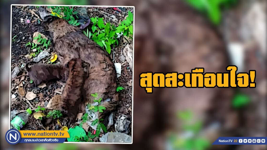 สุดสะเทือนใจ! หมาแม่ลูกอ่อนกัดเด็ก โดนฟาดตาย ลูกหมาคลานออกมาดูดนม