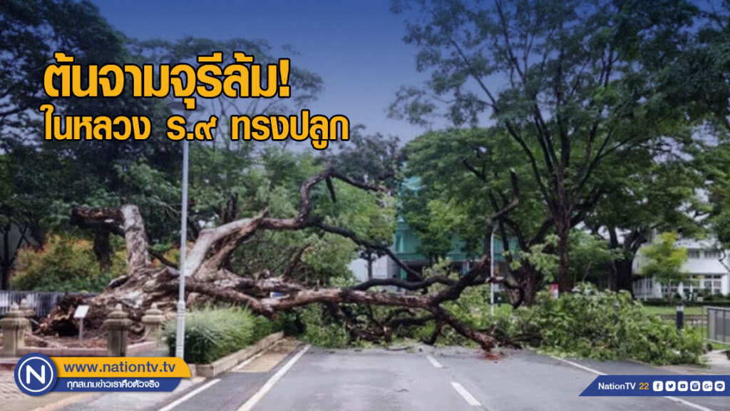 ต้นจามจุรีที่ในหลวง ร.๙ ทรงปลูกล้ม หลังฝนถล่ม กทม. ต้นจามจุรีที่ในหลวง ร.๙ ทรงปลูกล้ม หลังฝนถล่ม กทม.