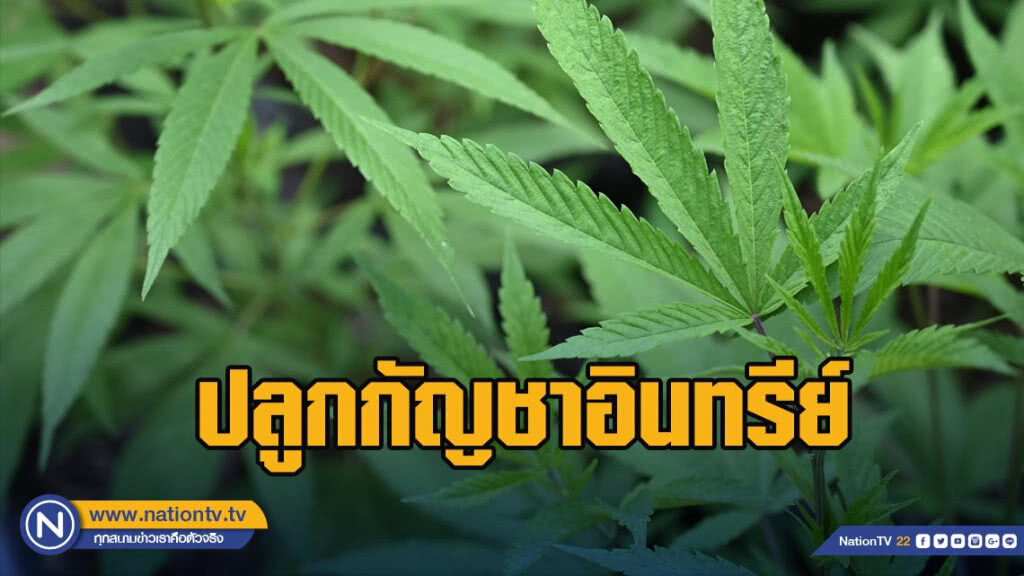"สภาเกษตร"ชงปลูกกัญชาอินทรีย์