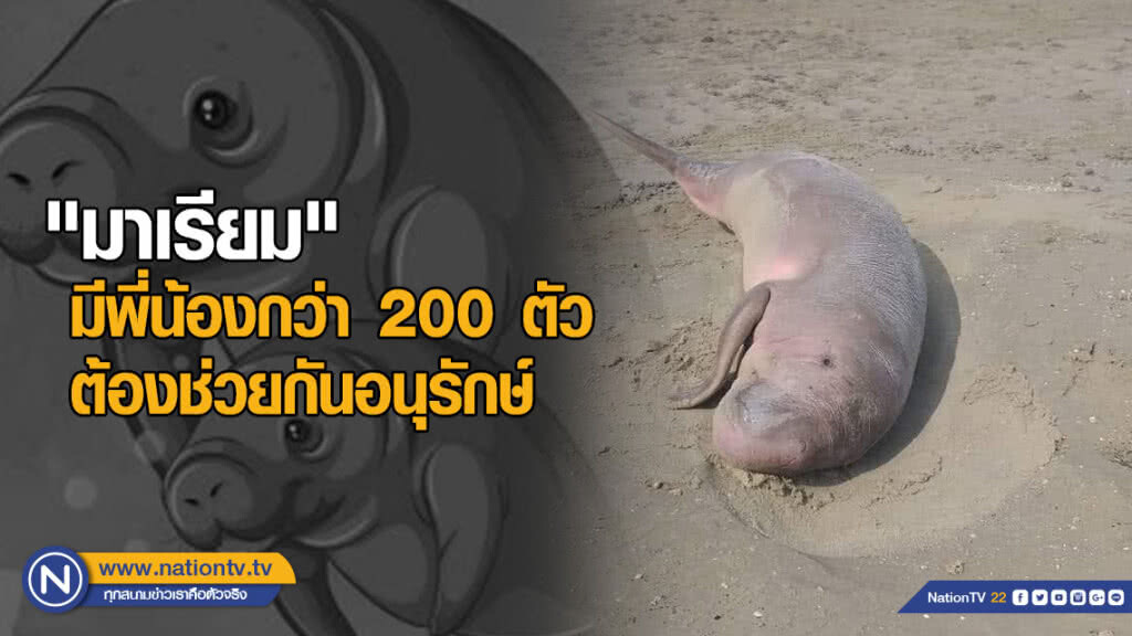 "มาเรียม" มีพี่น้องกว่า​ 200​ ตัว​ ต้องช่วยกันอนุรักษ์​