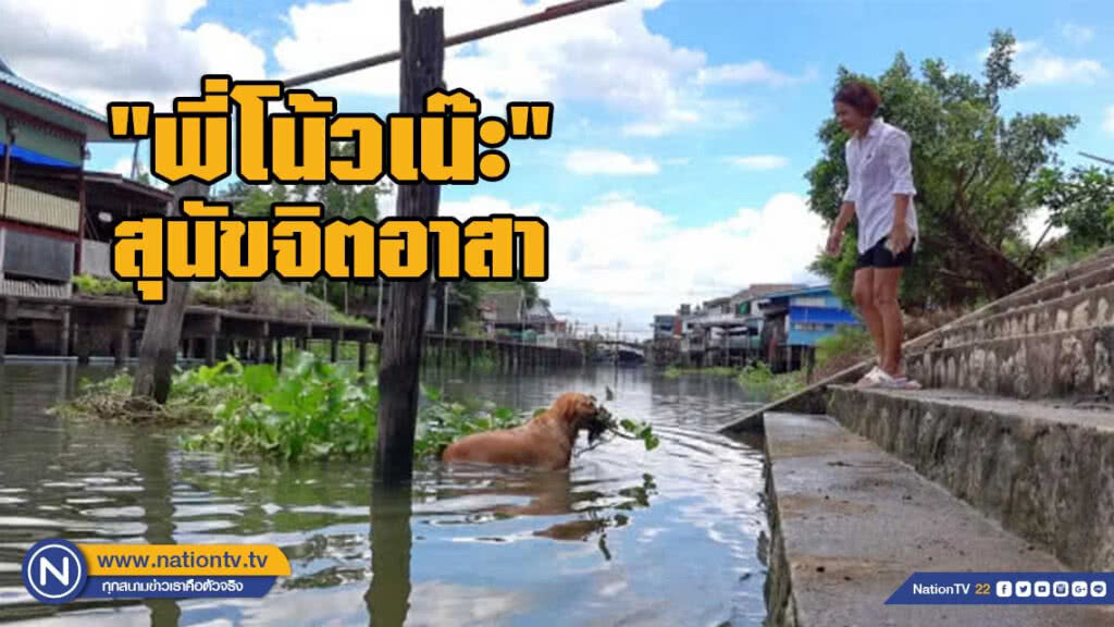 แห่แชร์คลิป "พี่โน้วเน๊ะ" สุนัขจิตอาสา เก็บขยะในคลอง
