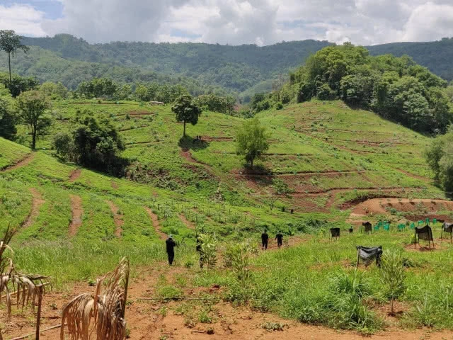ทหาร-ป่าไม้ ยึดสวนยาง2,600ไร่ บุกรุกป่าเพชรบูรณ์
