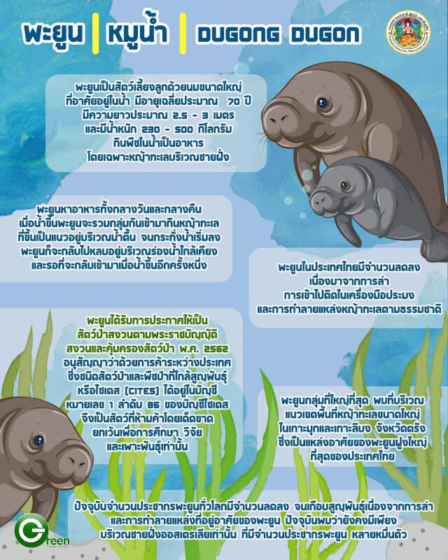 "มาเรียม" มีพี่น้องกว่า​ 200​ ตัว​ ต้องช่วยกันอนุรักษ์​