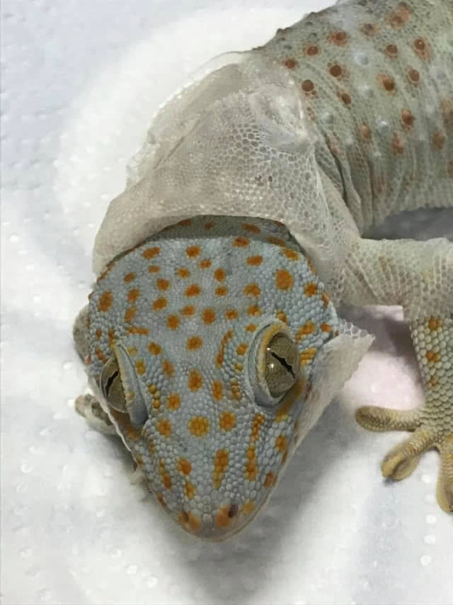 ชาวเน็ตแชร์! เรื่องสุดประทับใจ "2 แม่ลูก ช่วยชีวิตตุ๊กแก จากความกลัว เป็นผูกพัน"