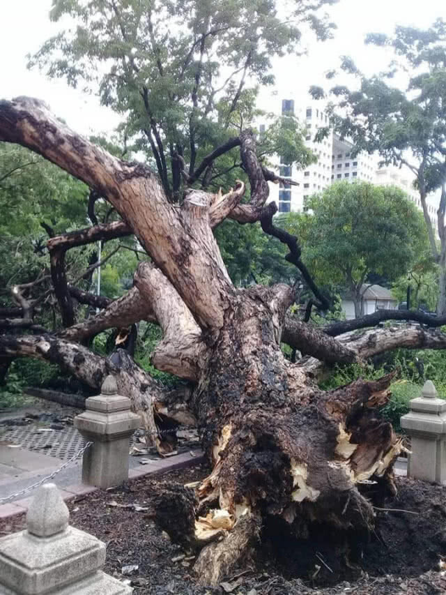 ต้นจามจุรีที่ในหลวง ร.๙ ทรงปลูกล้ม หลังฝนถล่ม กทม.