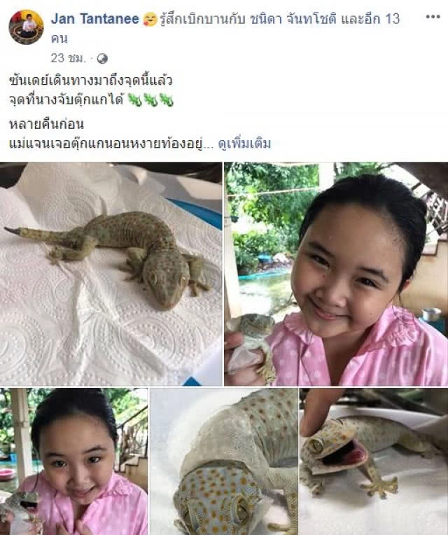 ชาวเน็ตแชร์! เรื่องสุดประทับใจ "2 แม่ลูก ช่วยชีวิตตุ๊กแก จากความกลัว เป็นผูกพัน"
