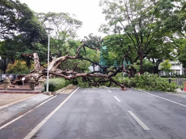 ต้นจามจุรีที่ในหลวง ร.๙ ทรงปลูกล้ม หลังฝนถล่ม กทม.