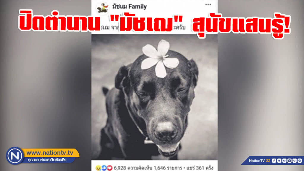 ปิดตำนาน "มัชเฌ" สุนัขแสนรู้! ไกด์นำเที่ยวตลาดร่มหุบ ปิดตำนาน "มัชเฌ" สุนัขแสนรู้! ไกด์นำเที่ยวตลาดร่มหุบ
