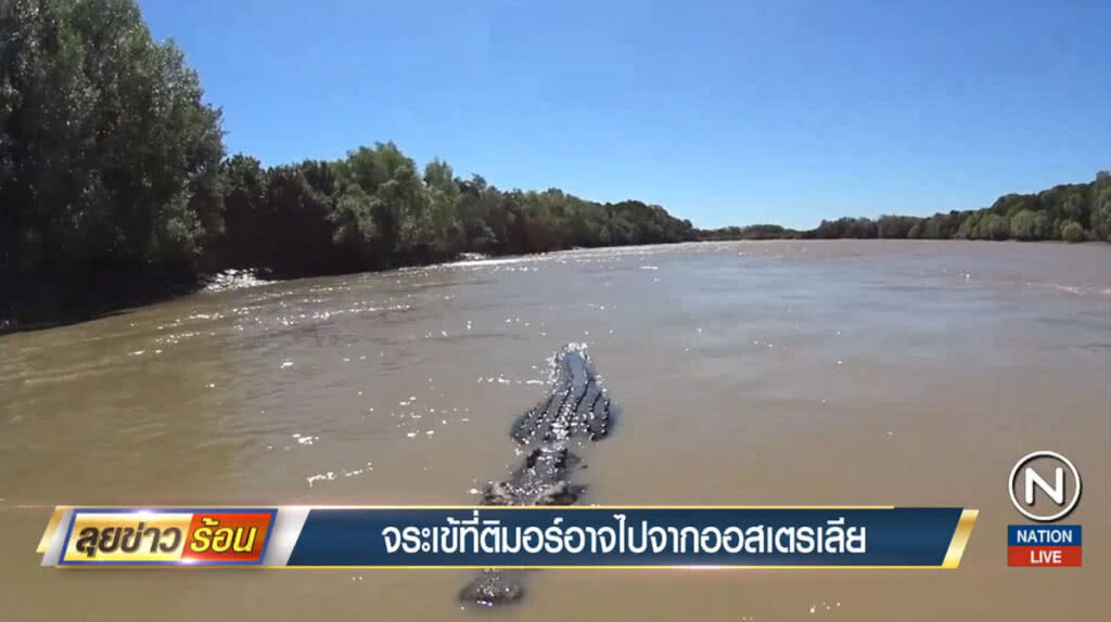 จระเข้ที่ติมอร์ อาจไปจากออสเตรเลีย จระเข้ที่ติมอร์ อาจไปจากออสเตรเลีย