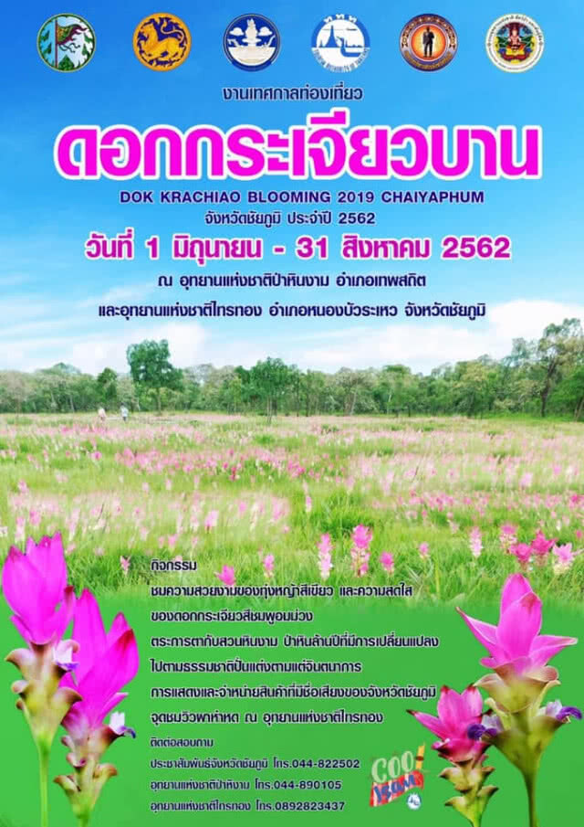 เทศกาลท่องเที่ยวดอกกระเจียวบาน เริ่มต้นขึ้นแล้ว ! เปิดงานอย่างเป็นทางการ 15 มิ.ย. 62 เป็นต้นไป