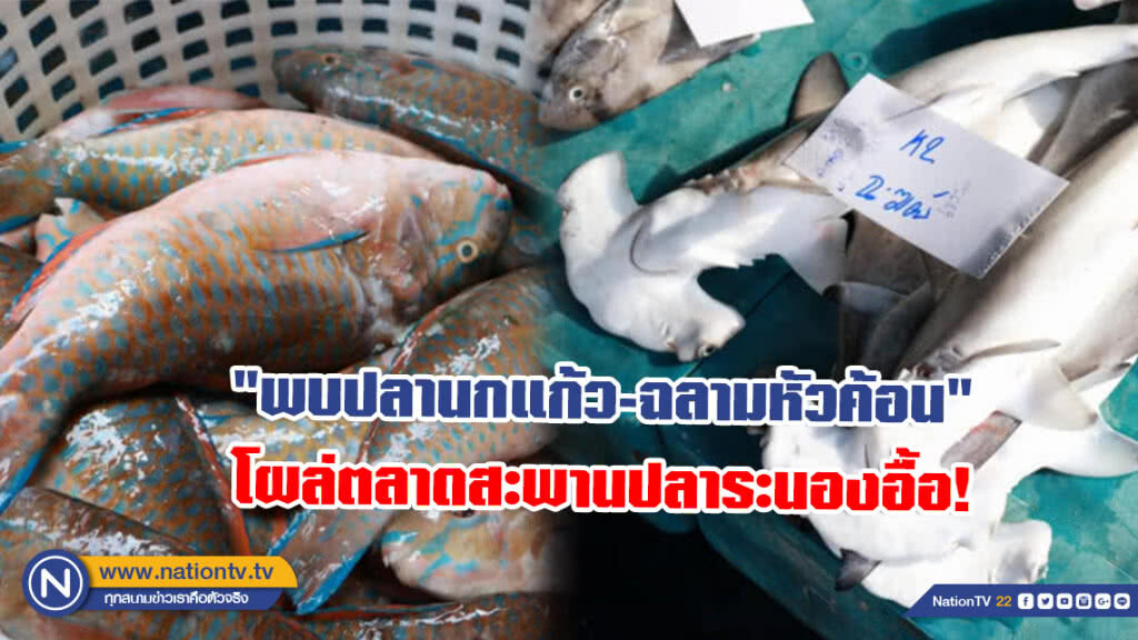"พบปลานกแก้ว-ฉลามหัวค้อน" โผล่สะพานปลาระนองอื้อ! คาดมาจากประมงเมียนมาร์