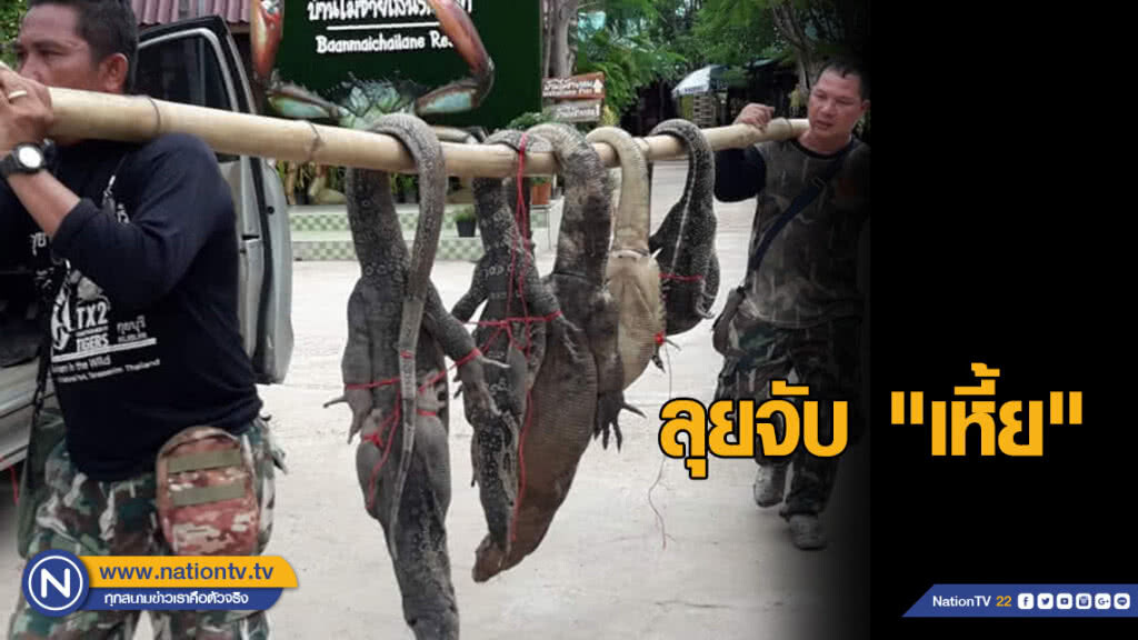 ลุยจับ "เหี้ย" หลังสร้างความเดือดร้อนในพื้นที่สมุทรสงคราม