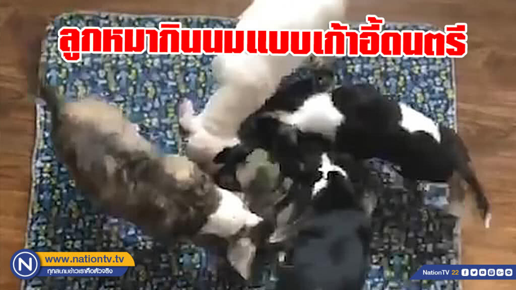 ส่องความน่ารัก! ลูกหมากินนมแบบเก้าอี้ดนตรี ส่องความน่ารัก! ลูกหมากินนมแบบเก้าอี้ดนตรี