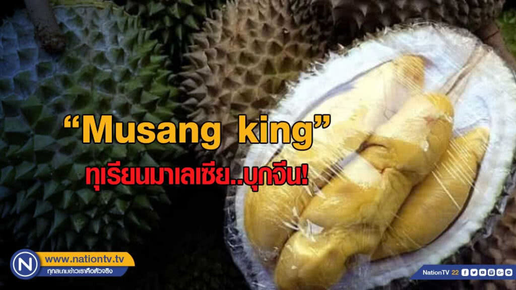 ทุเรียนมาเลเซีย Musang king บุกจีน