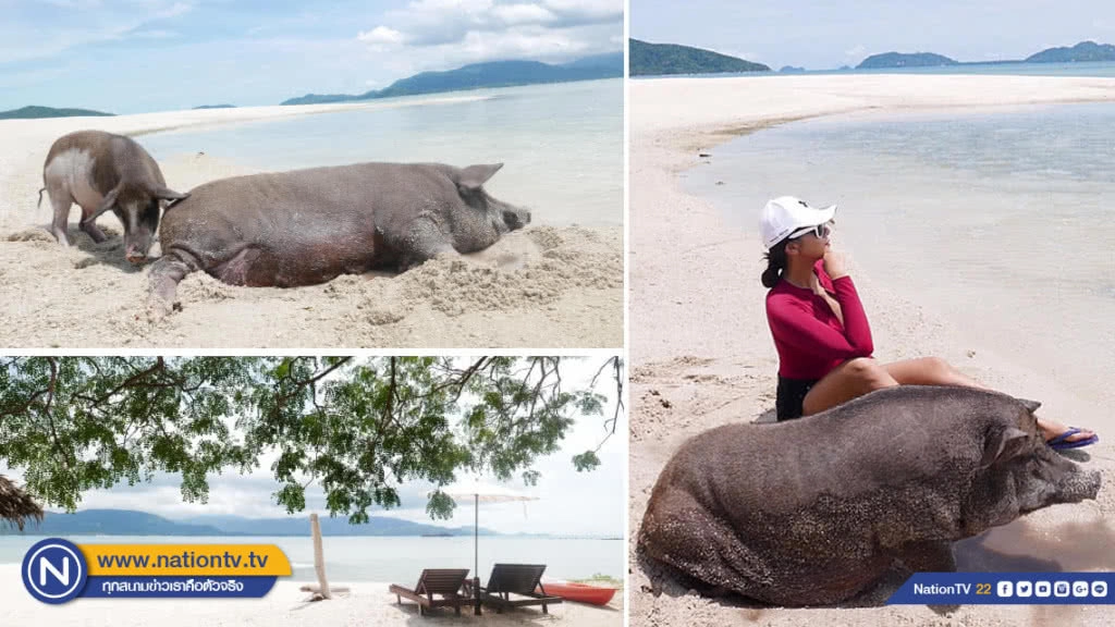 ที่นี่มีหมูทะเล!!! มาใช้ไลฟ์สไตล์ สุดชิคที่เกาะสมุยกันดีกว่า....