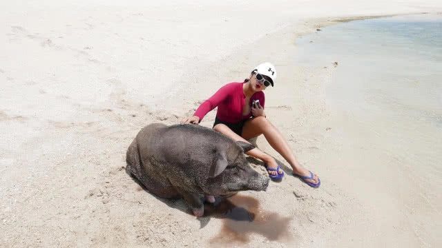 ที่นี่มีหมูทะเล!!! มาใช้ไลฟ์สไตล์ สุดชิคที่เกาะสมุยกันดีกว่า....