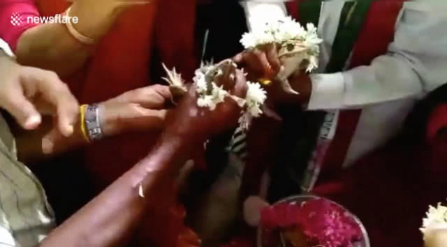 พิธีวิวาห์สุดแปลก! จับกบมาแต่งงานกัน ชาวบ้านเชื่อช่วยเรียกฝน